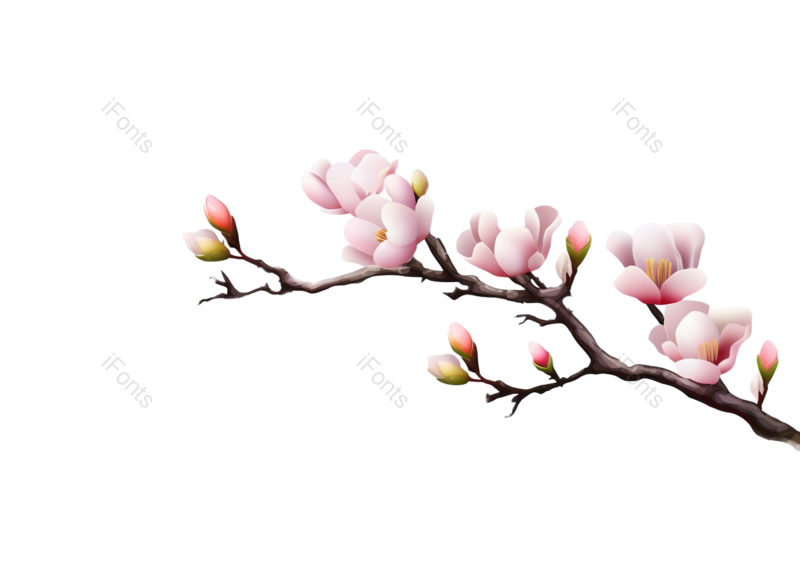 粉红色的花图片,白色背景元素,樱花PNG,免抠素材
